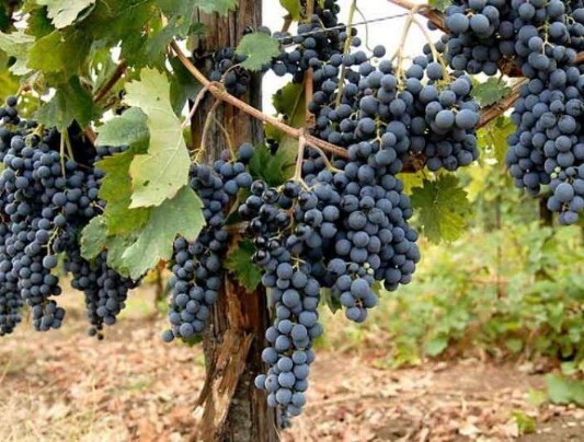 Vino pallagrello nero uva